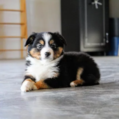 miniature australian shepherds puppies boxy