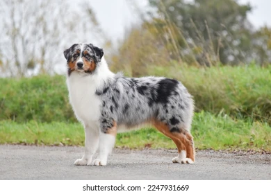 miniature australian shepherds puppies boxy