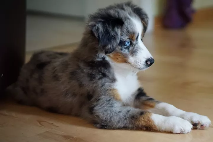 miniature australian shepherds puppies boxy