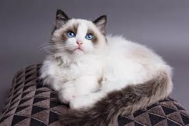 How Much Do Ragdoll Cats Cost