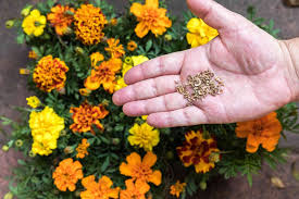 How to Start Marigold Seeds