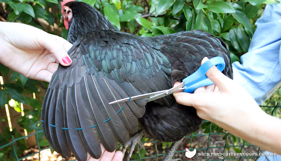 How to Clip Chicken Wings the Right Way