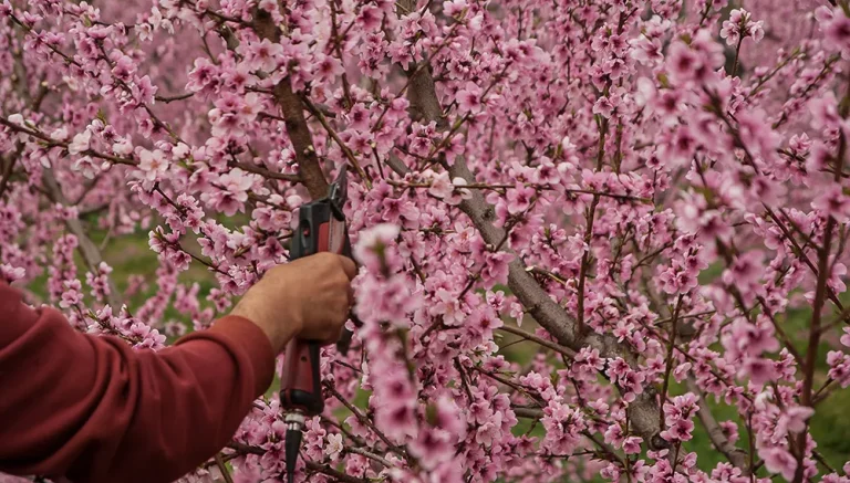 How Does Bing Cherry Tree Bloom Prior to Fruiting?